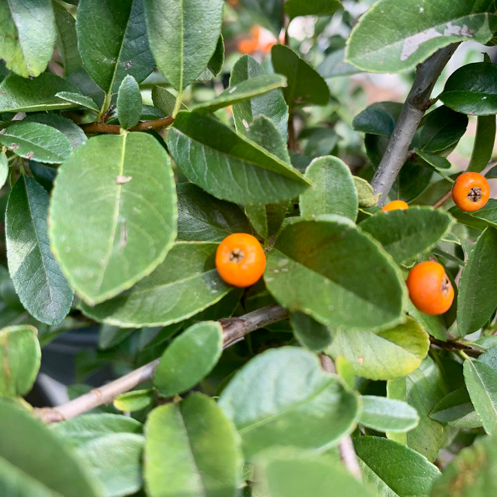 Pyracantha x 'Mohave' ~ Mohave Firethorn Shrub-ServeScape