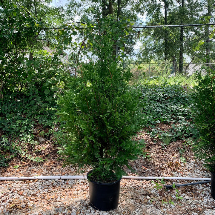 Thuja standishii x plicata 'Green Giant' ~ Green Giant Arborvitae-ServeScape