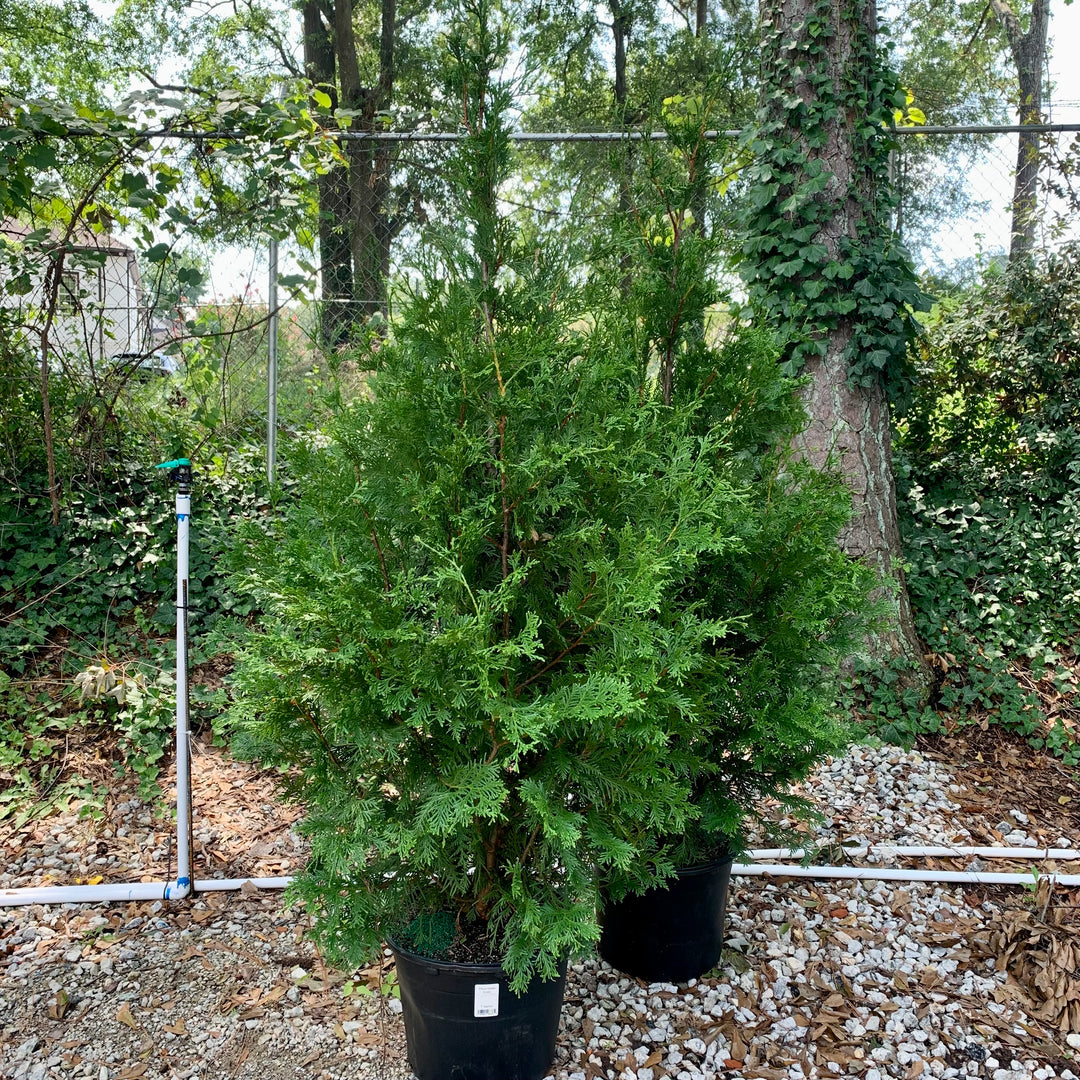 Thuja standishii x plicata 'Green Giant' ~ Green Giant Arborvitae-ServeScape