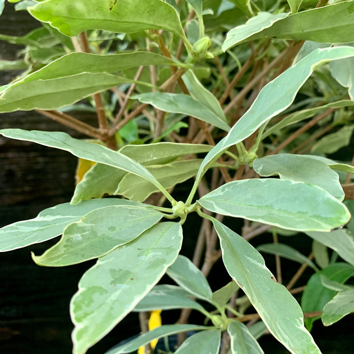 Illicium floridanum 'Grey Ghost' ~ Grey Ghost Anise-ServeScape