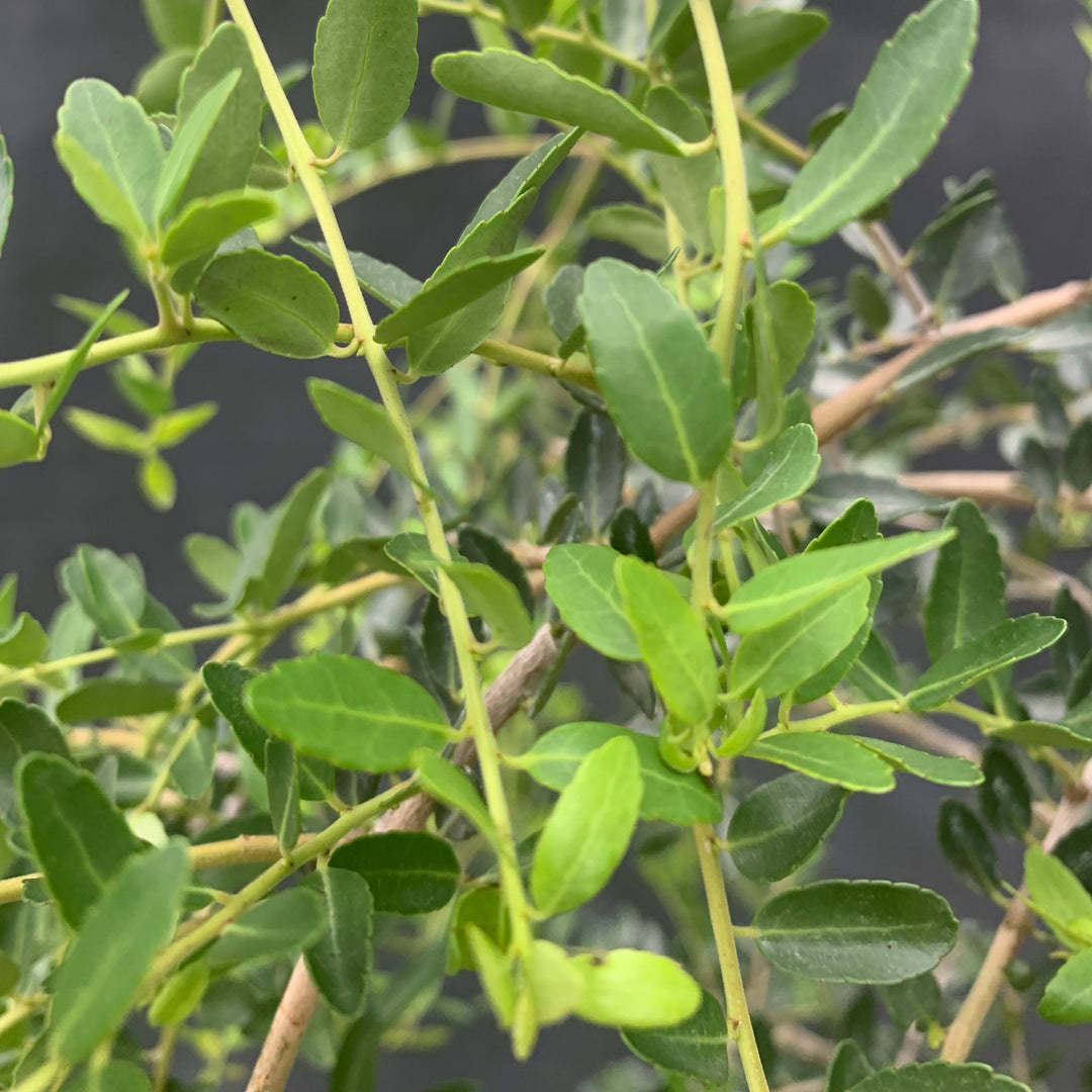 Ilex vomitoria 'Pendula' ~ Weeping Yaupon Holly-ServeScape