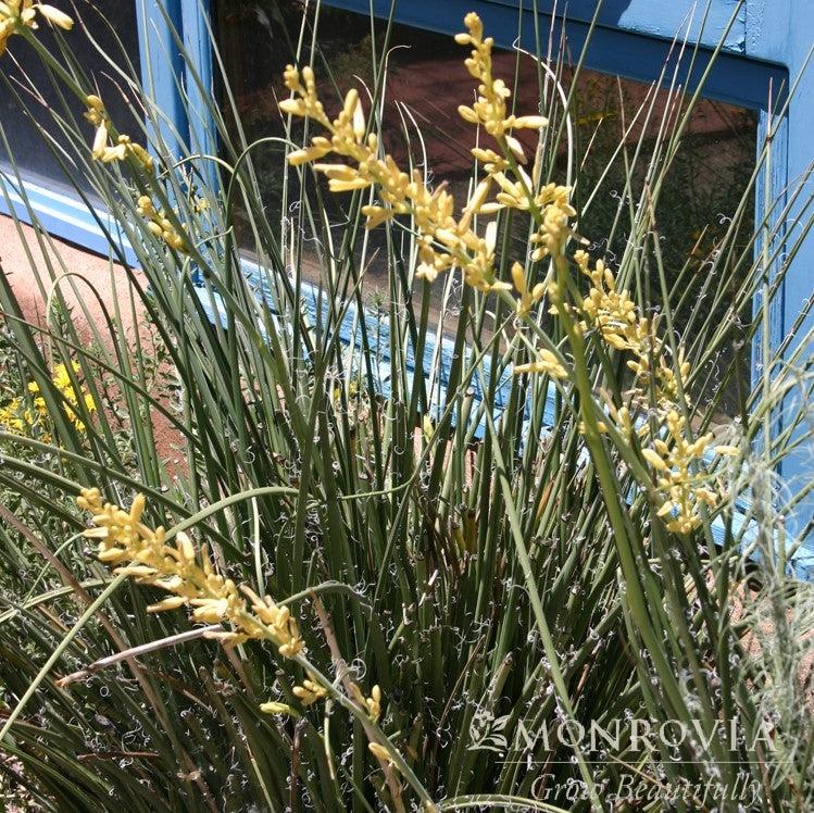 Hesperaloe parviflora 'Yellow' ~ Monrovia® Yellow Hummingbird Yucca-ServeScape