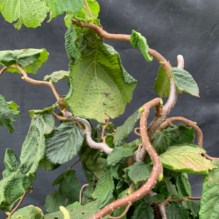 Corylus avellana 'Contorta' ~ Contorted Filbert, Harry Lauder’s Walking Stick-ServeScape