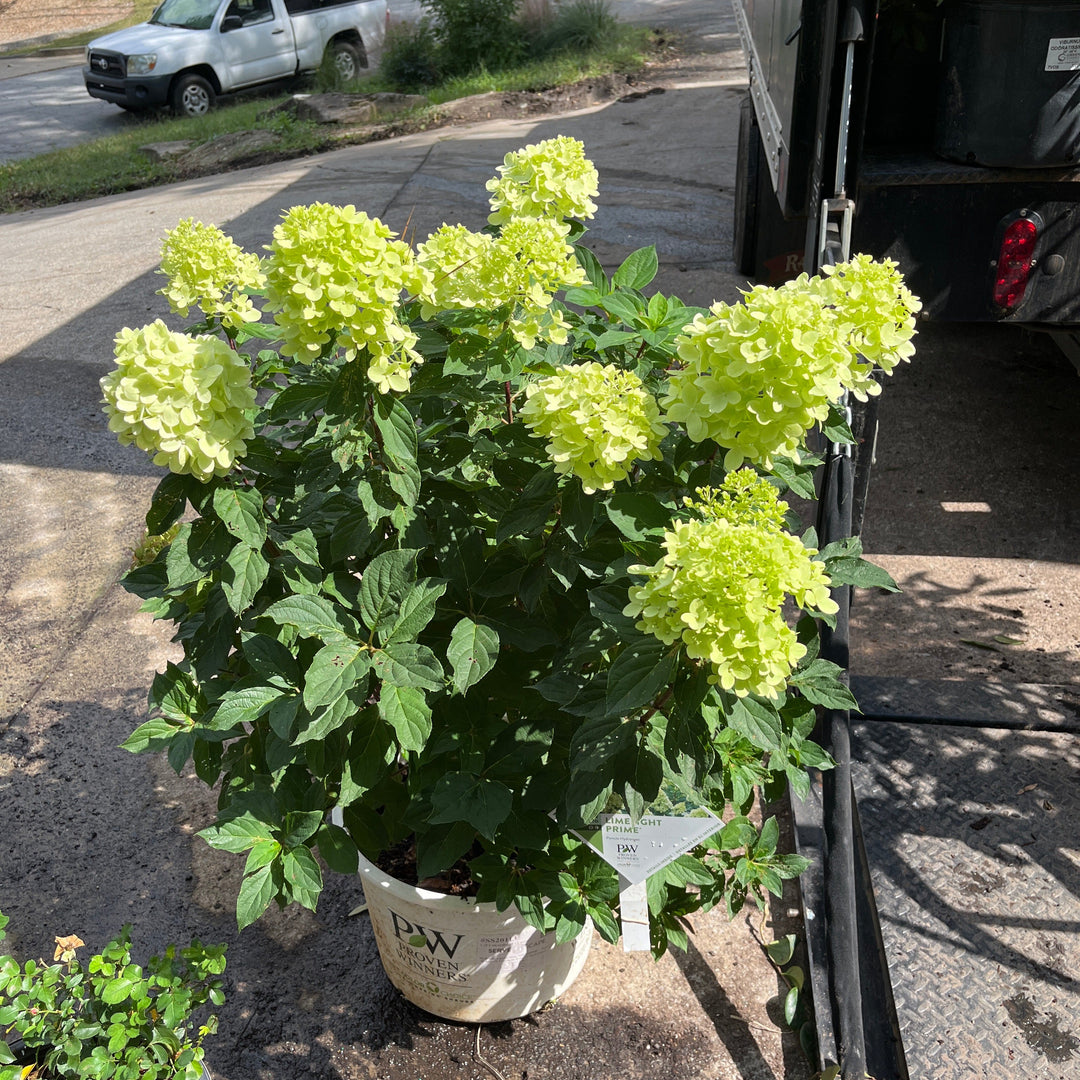 Hydrangea paniculata 'SMNHPPH' ~ Proven Winners® Limelight Prime® Hydrangea-ServeScape