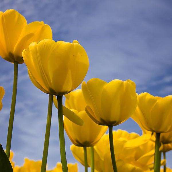 Tulipa 'Yellow Impression' ~ Yellow Impression Tulip, Darwin Hybrid-ServeScape