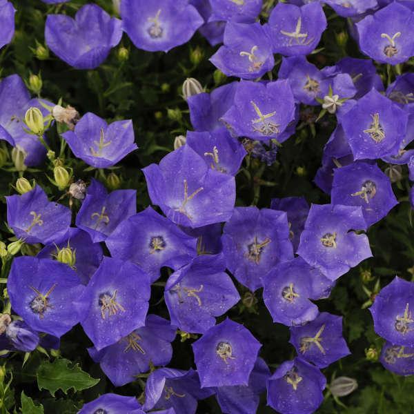 Campanula carpatica 'Pearl Deep Blue' ~ Pearl Deep Blue Bellflower-ServeScape