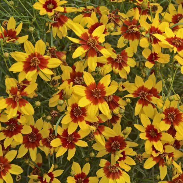 Coreopsis verticillata 'Curry Up' PP28521 ~ Sizzle & Spice® Curry Up Coreopsis-ServeScape
