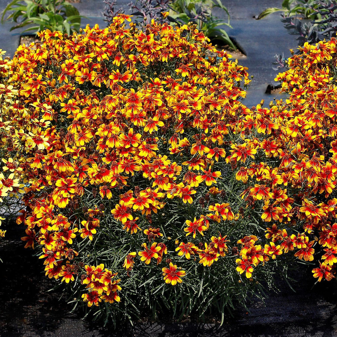 Coreopsis verticillata 'TNCORSO' ~ Monrovia® Sunstar™ Orange Coreopsis-ServeScape