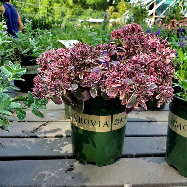 Sedum ‘Dream Dazzler’ PP31,227 ~ SunSparkler® Dream Dazzler Sedum-ServeScape