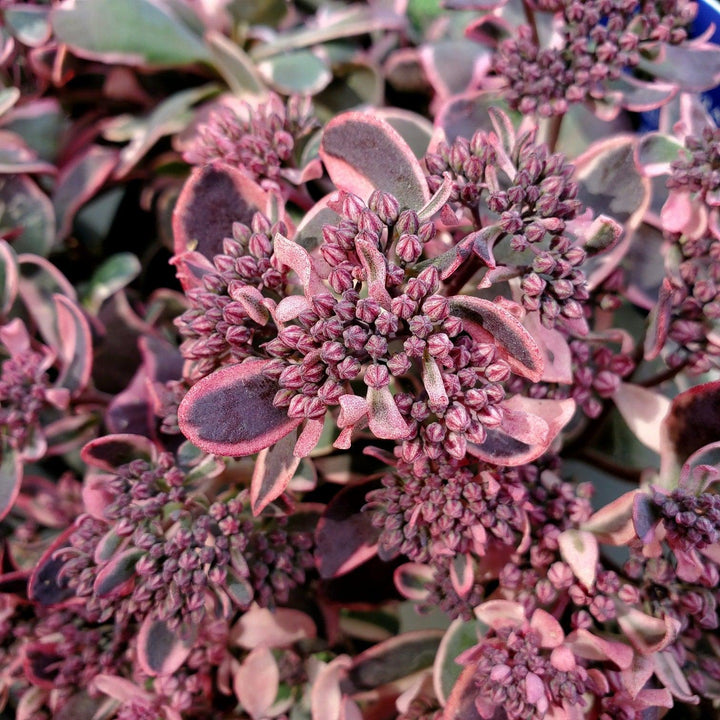 Sedum ‘Dream Dazzler’ PP31,227 ~ SunSparkler® Dream Dazzler Sedum-ServeScape