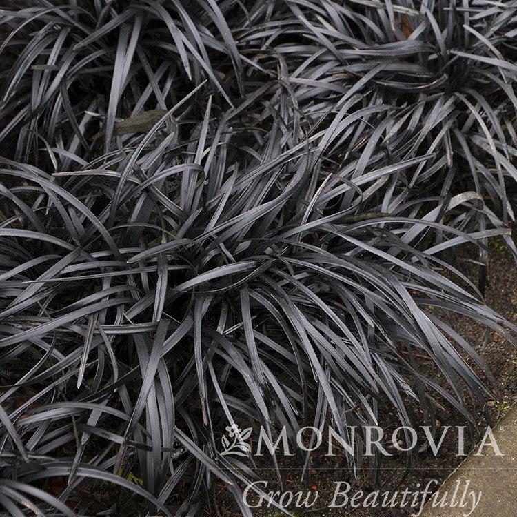 Ophiopogon planiscapus 'Nigrescens' ~ Monrovia® Black Mondo Grass-ServeScape