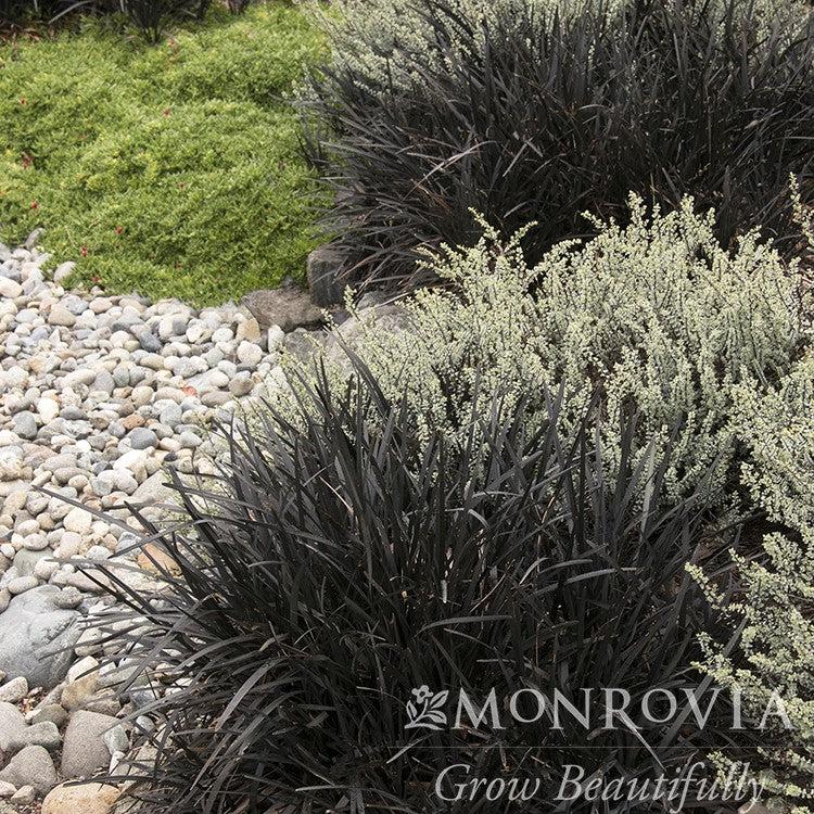 Ophiopogon planiscapus 'Nigrescens' ~ Monrovia® Black Mondo Grass-ServeScape