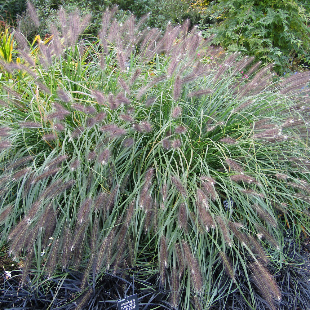 Pennisetum alopecuroides 'Red Head' ~ Red Head Fountain Grass-ServeScape