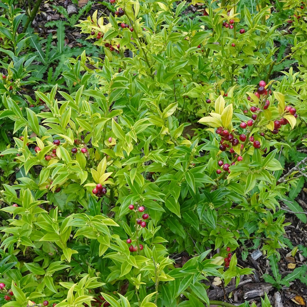 Sarcococca ruscifolia ~ Fragrant Sweetbox-ServeScape