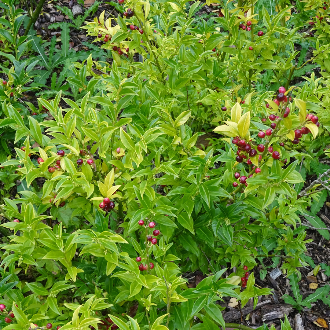 Sarcococca ruscifolia ~ Fragrant Sweetbox-ServeScape