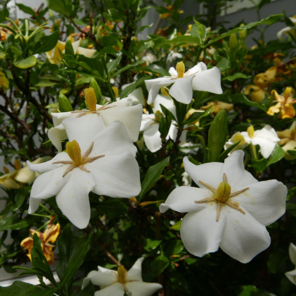 Gardenia jasminoides 'WAH-SG' ~ Snow Globe™ Gardenia-ServeScape