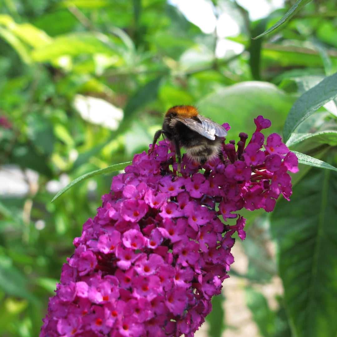 Buddleia 'PODvb3-30' ~ Bloomin' Easy® Birthday Cake™ Butterfly Bush-ServeScape