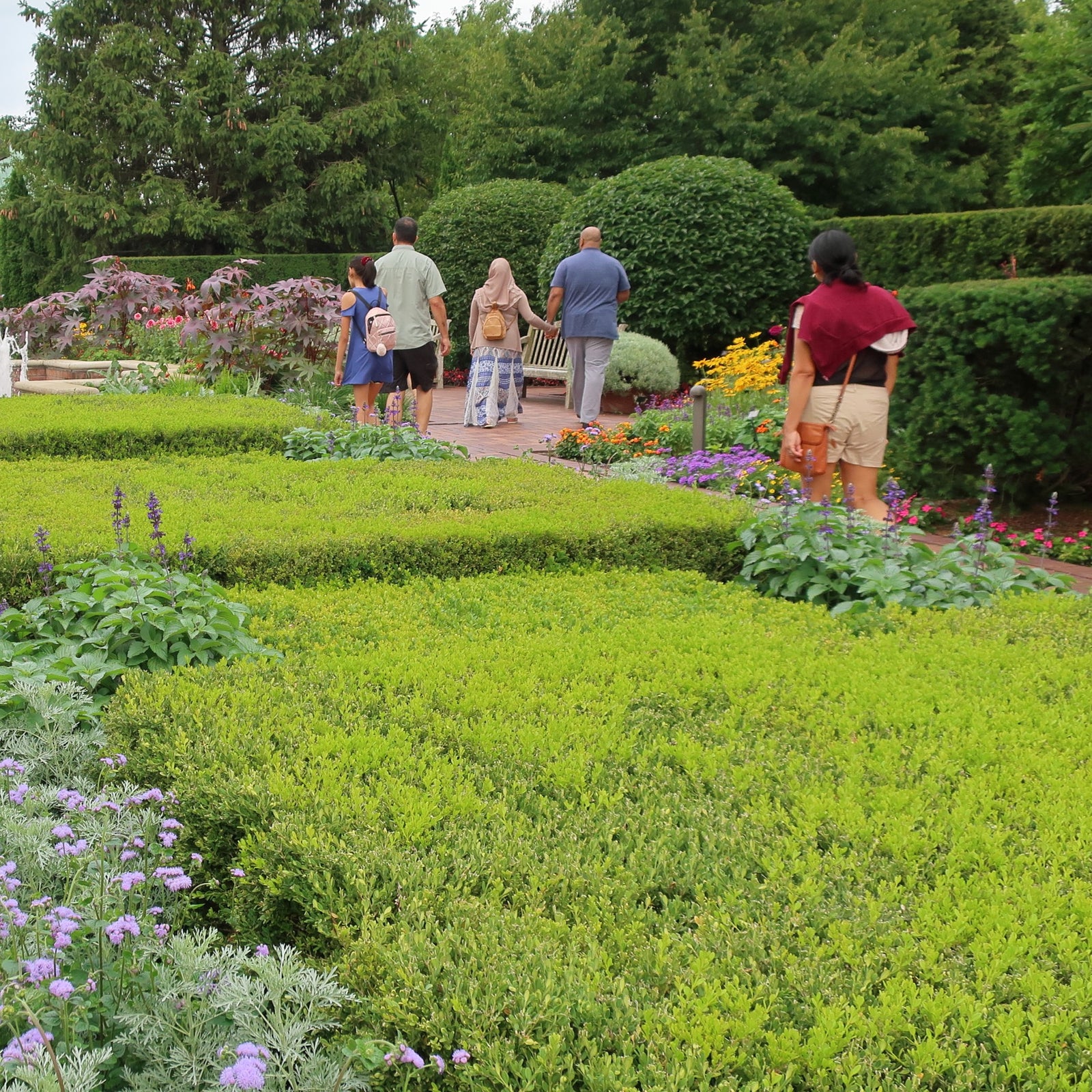 Buxus x 'Glencoe' ~ Chicagoland Green® Boxwood-ServeScape