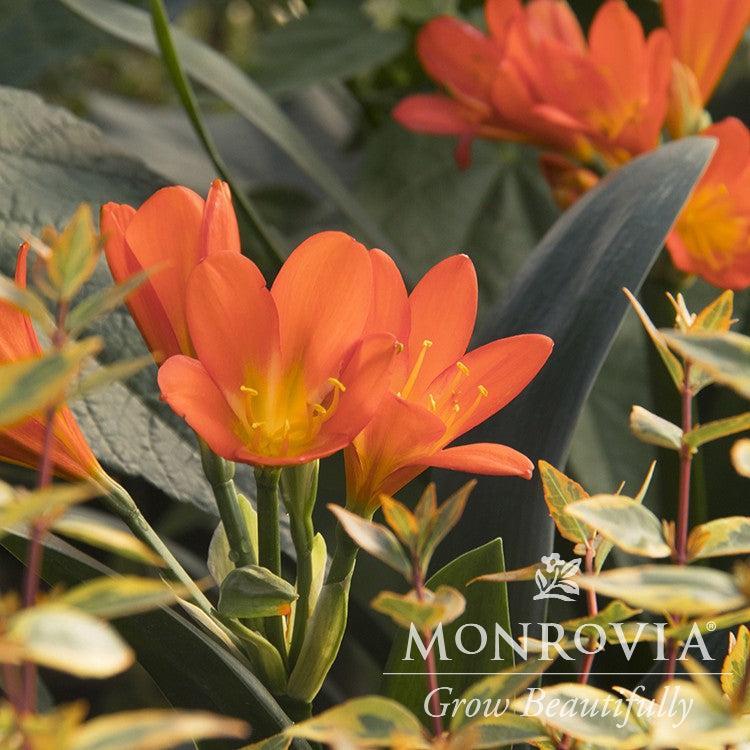 Clivia miniata 'Belgian Hybrid Orange' ~ Monrovia® Belgian Hybrid Orange Clivia-ServeScape