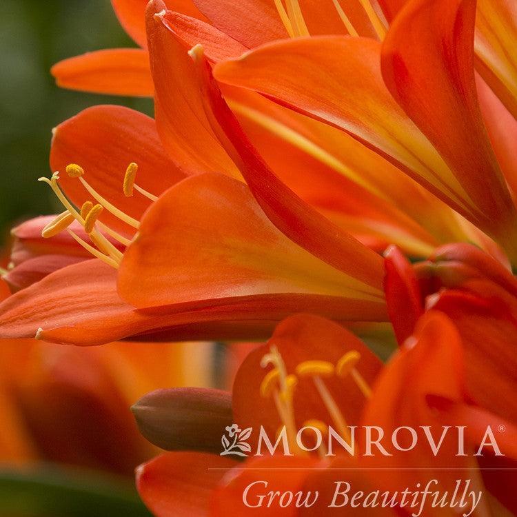 Clivia miniata 'Belgian Hybrid Orange' ~ Monrovia® Belgian Hybrid Orange Clivia-ServeScape