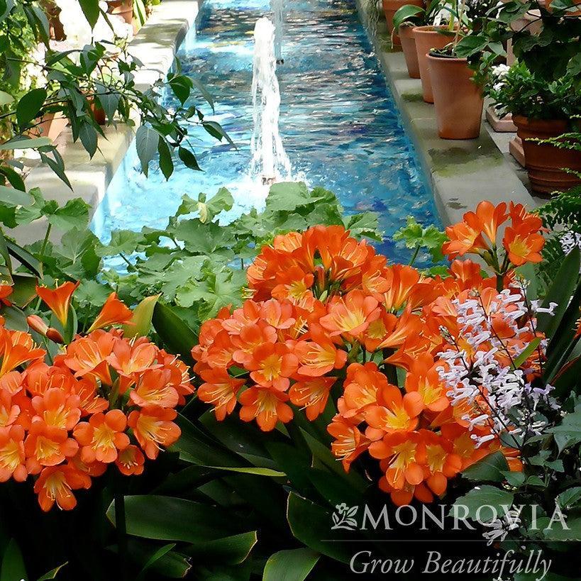 Clivia miniata 'Belgian Hybrid Orange' ~ Monrovia® Belgian Hybrid Orange Clivia-ServeScape