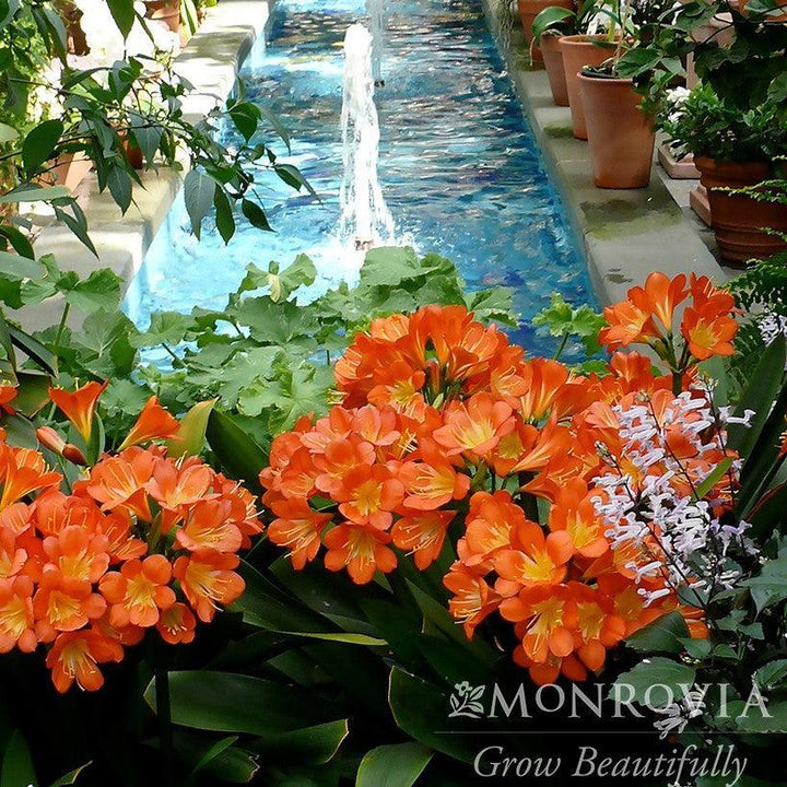 Clivia miniata 'Belgian Hybrid Orange' ~ Monrovia® Belgian Hybrid Orange Clivia-ServeScape