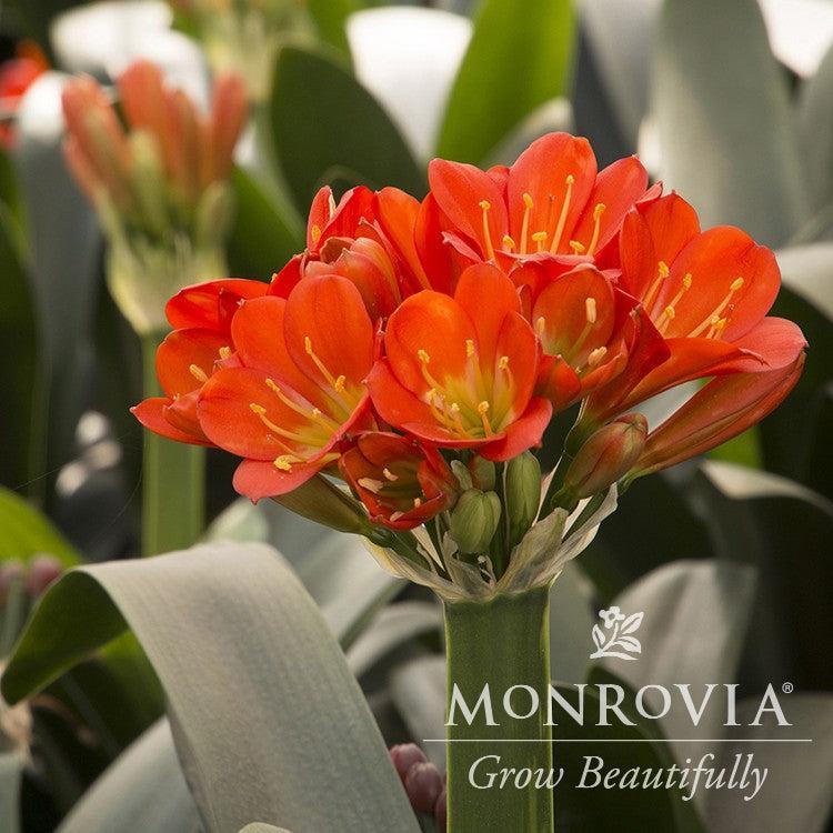 Clivia miniata 'Belgian Hybrid Orange' ~ Monrovia® Belgian Hybrid Orange Clivia-ServeScape
