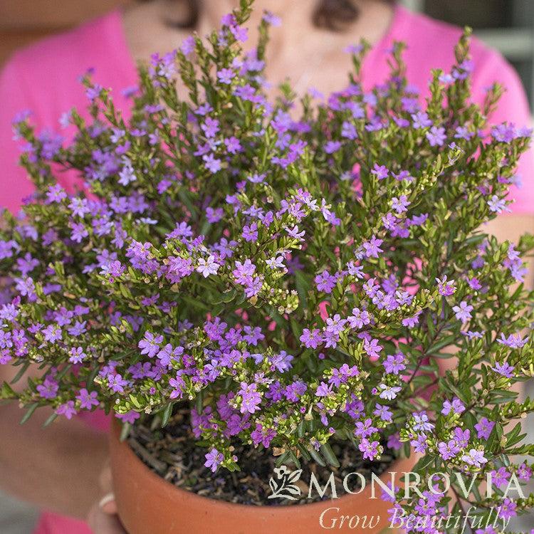 Cuphea hyssopifolia ~ Monrovia® Mexican Heather, False Heather-ServeScape