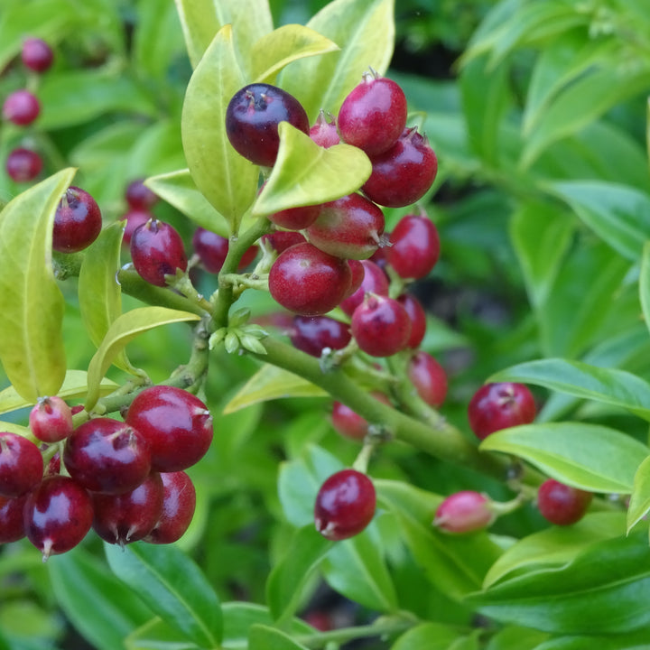 Sarcococca ruscifolia ~ Fragrant Sweetbox-ServeScape