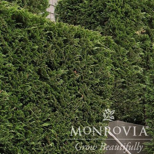 Cupressocyparis leylandii ~ Monrovia® Leyland Cypress-ServeScape