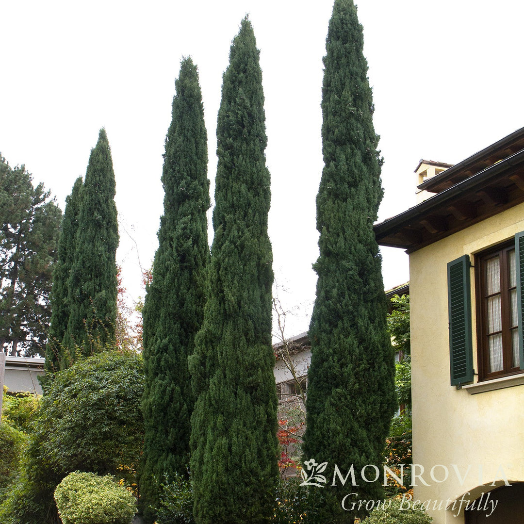 Cupressus sempervirens 'Glauca' ~ Monrovia® Italian Cypress-ServeScape