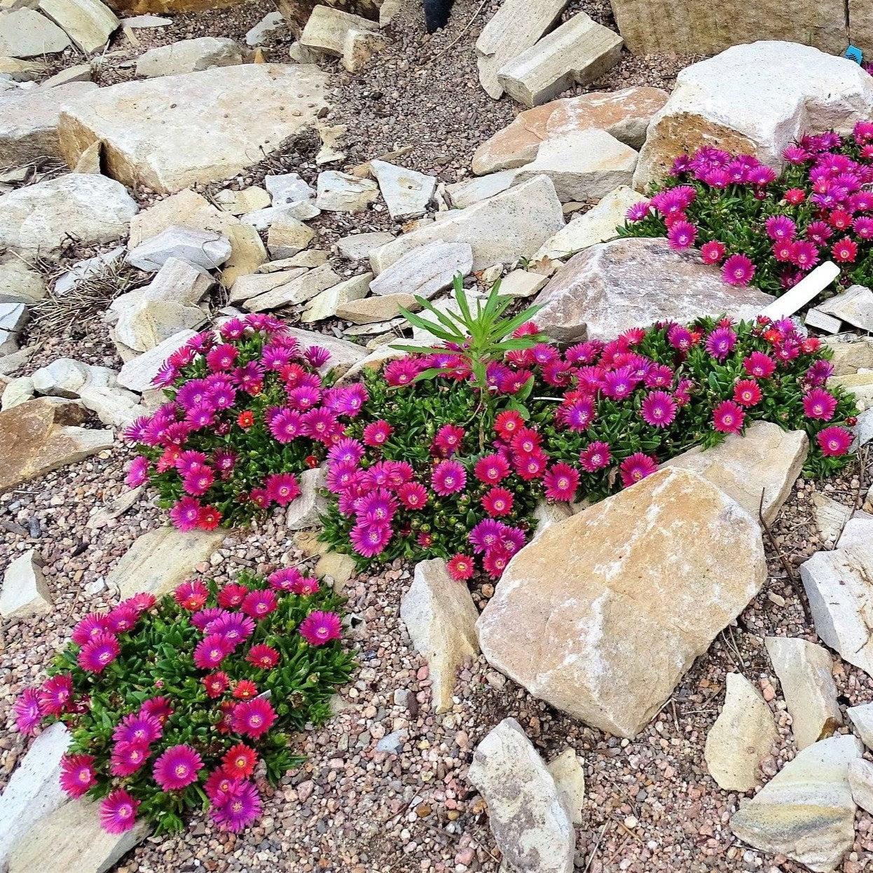 Delosperma PJS01S' ~ Granita® Raspberry Ice Plant-ServeScape