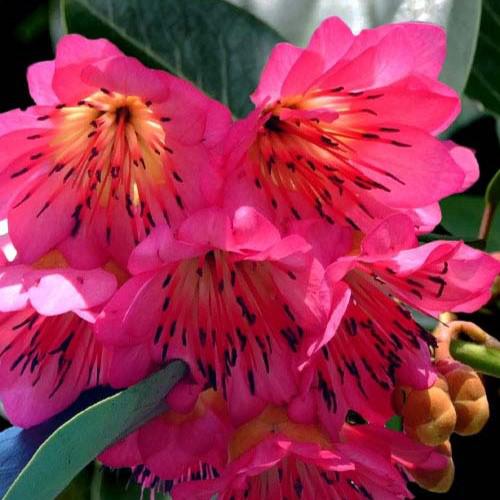 Rhodoleia henryi 'Scarlet Bells' ~ Scarlet Bells Hong Kong Rose-ServeScape