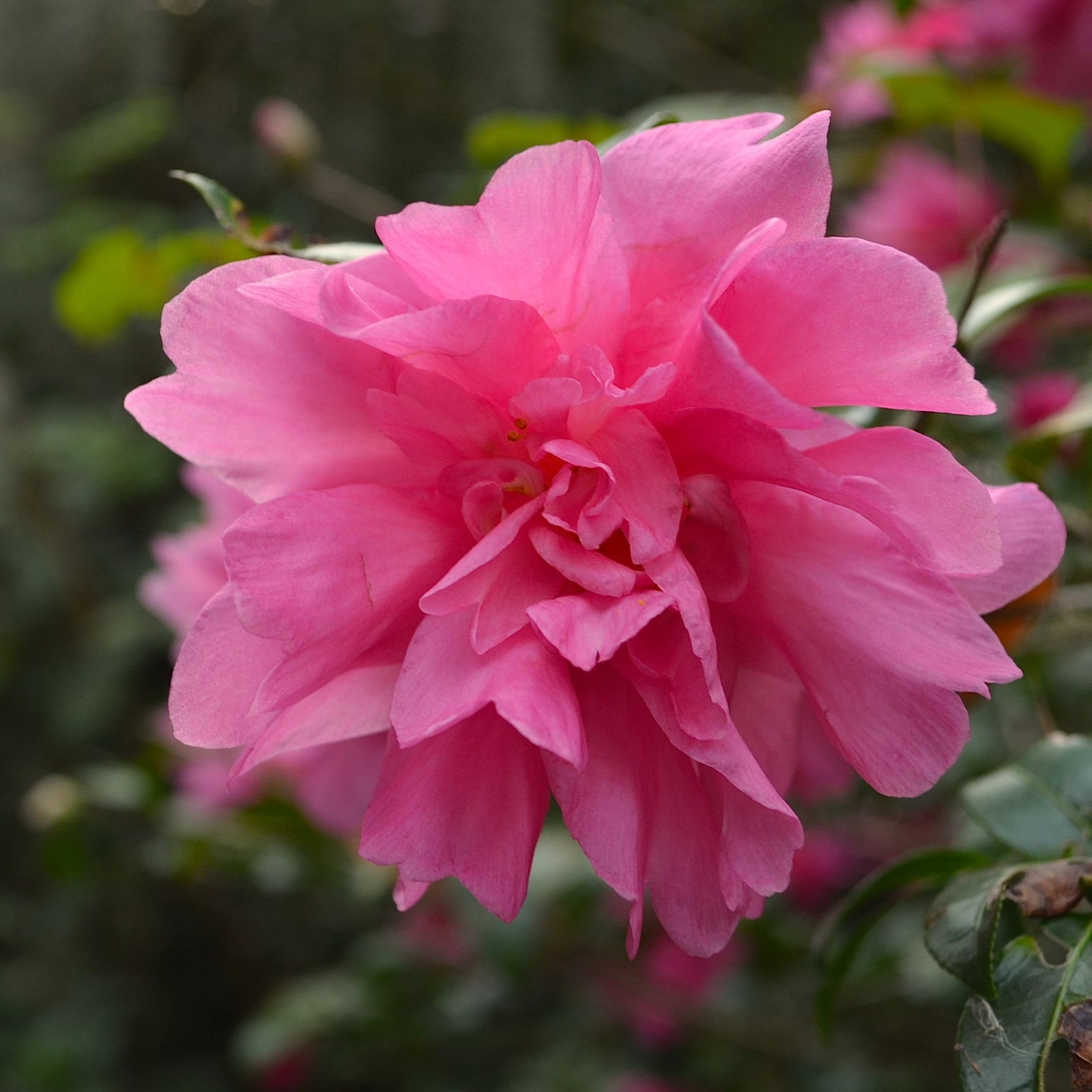 Camellia sasanqua 'W.M. Lanier Hunt' ~ W.M. Lanier Hunt Camellia-ServeScape