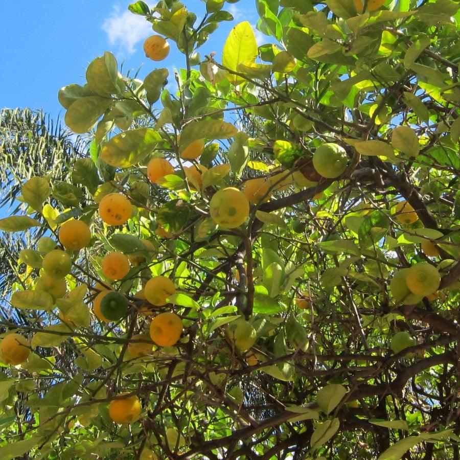 Citrus x aurantiifolia ~ Mexican Lime, Key Lime-ServeScape