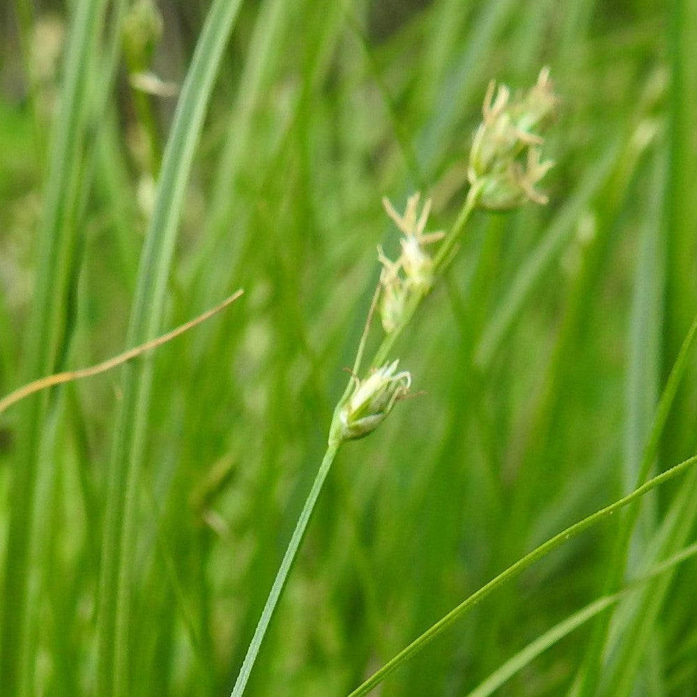 Carex divulsa ~ Grassland Sedge-ServeScape