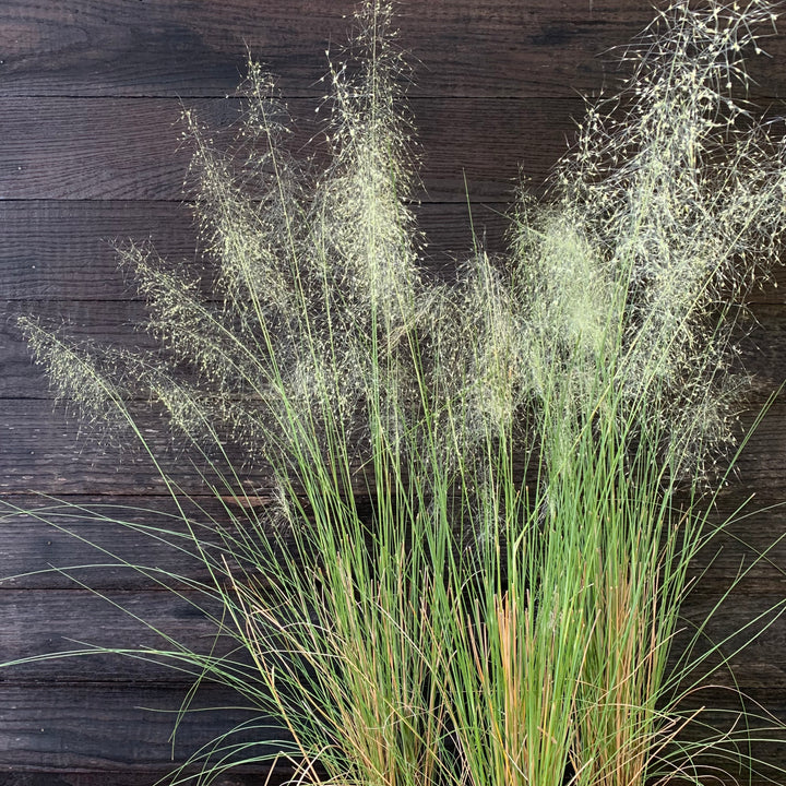 Muhlenbergia capillaris 'White Cloud' ~ White Cloud Muhly Grass-ServeScape