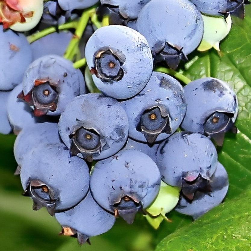 Vaccinium corymbosum 'Toro' ~ Toro Blueberry-ServeScape