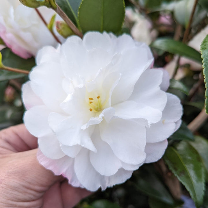 Camellia sasanqua 'Cecilia' ~ Cecilia Camellia-ServeScape