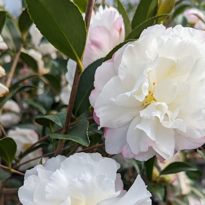 Camellia sasanqua 'Cecilia' ~ Cecilia Camellia-ServeScape