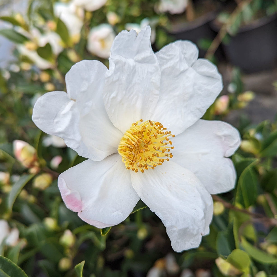 Camellia x 'Survivor' ~ Survivor Camellia-ServeScape