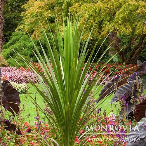 Cordyline indivisa ~ Monrovia® Blue Dracaena Palm-ServeScape
