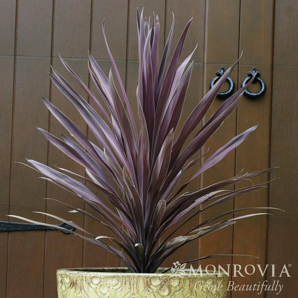 bauer's dracaena Cordyline 'Baueri' ~ Monrovia® Bauer's Cordyline – ServeScape