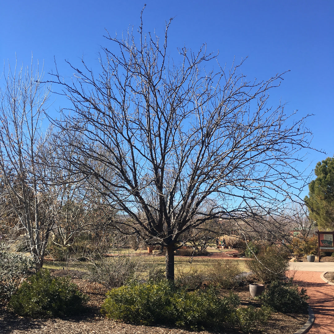 Gleditsia triacanthos var. inermis 'Shademaster' ~ Shademaster Honeylocust-ServeScape