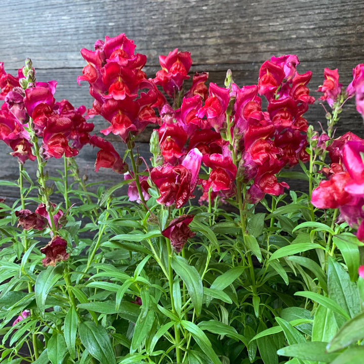 Antirrhinum majus 'Speedy Sonnet Crimson' ~ Speedy Sonnet Crimson Snapdragon-ServeScape