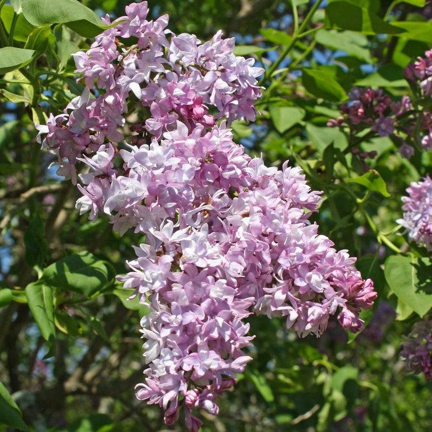 Syringa x chinensis 'Lilac Sunday' ~ Lilac Sunday Lilac-ServeScape