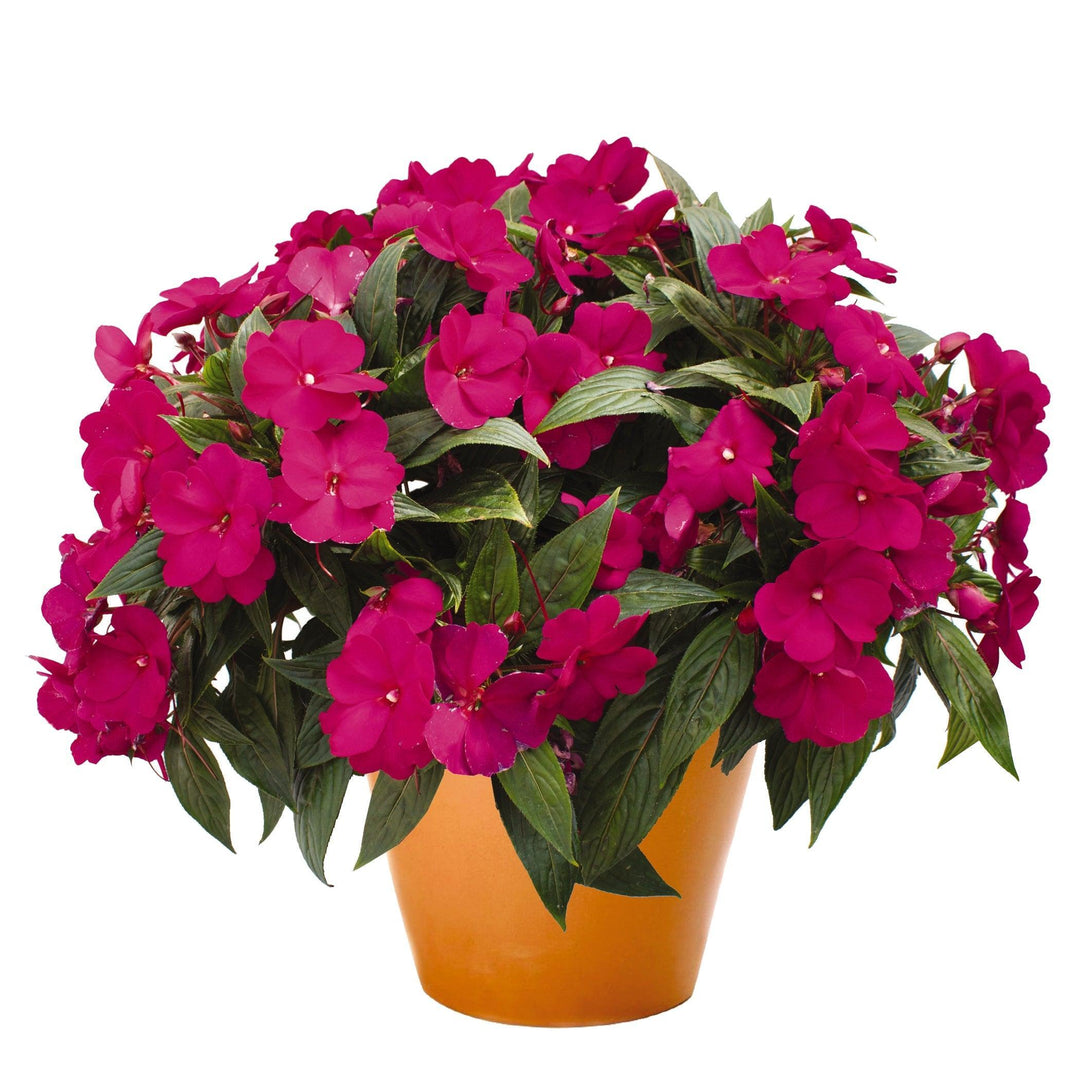 Impatiens hawkeri 'Magnum Bright Purple' ~ Magnum Bright Purple New Guinea Impatiens-ServeScape