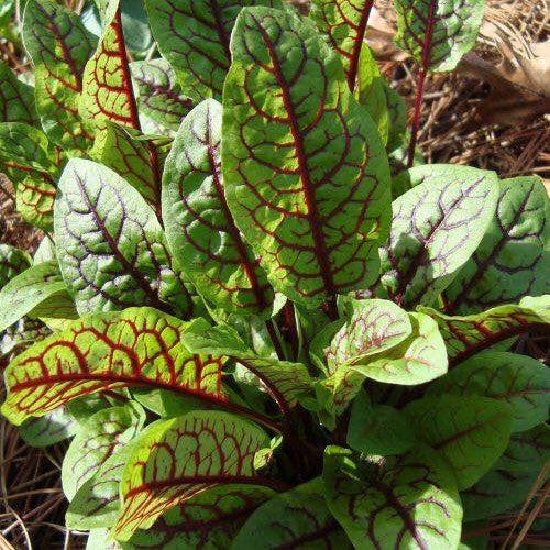 Rumex sanguineus 'Raspberry Dressing' ~ Raspberry Dressing Sorrel-ServeScape