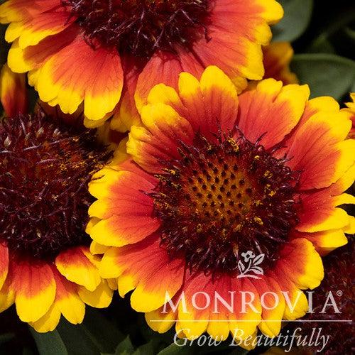 Gaillardia aristata 'Barbican Yellow Red Ring' ~ Monrovia® Barbican™ Yellow Red Ring Blanket Flower-ServeScape