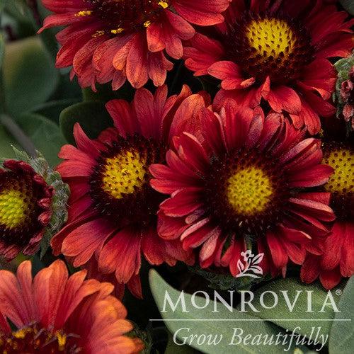 Gaillardia aristata 'Barbican Red' ~ Monrovia® Barbican™ Red Blanket Flower-ServeScape